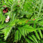 Papaver orientale Blad