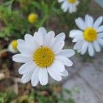 Leucanthemopsis alpina 花