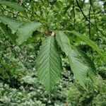 Ulmus carpinifolia Feuille