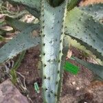 Aloe ferox Folha