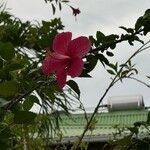 Hibiscus fragilis 花