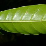 Pouteria campechiana Листок