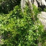 Rubia fruticosa Otro