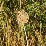 Allium polyanthum ফুল