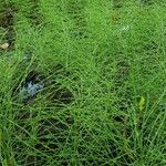 Equisetum pratense Лист