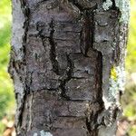 Malus hupehensis Bark