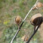 Helianthemum ledifolium Плод