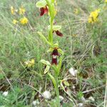 Ophrys insectifera Fula