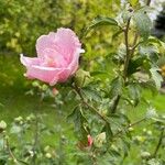 Hibiscus syriacusFlor