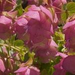 Origanum rotundifolium Flower