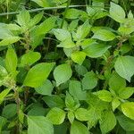 Parietaria officinalis Leaf