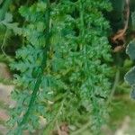 Asplenium fontanum Blatt