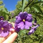 Solanum nudum Flower