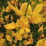 Genista aetnensis Kukka