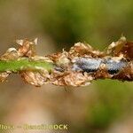 Dryopteris remota Ffrwyth