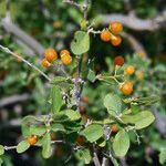 Cordia sinensis Leaf