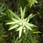 Juniperus oxycedrus Leaf