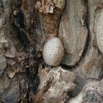 Schinziophyton rautanenii Fruto