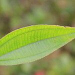 Miconia leamarginata Anders