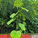 Tinospora cordifolia 葉