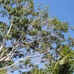 Ficus maxima 葉