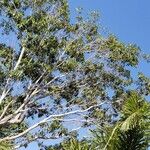 Ficus maxima Folla