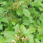 Rubus canadensis Fruit