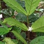 Tricalysia vadensis Flower