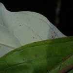 Cornus foemina Leaf