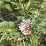 Trifolium pratenseBloem