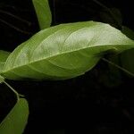 Lecointea amazonica Leaf