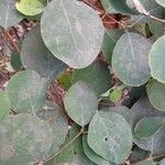 Symphoricarpos albus Blad