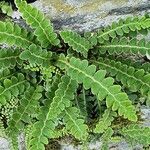 Asplenium ceterachFoglia