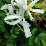 Clematis virginiana Flor