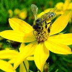 Coreopsis verticillata Flower