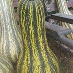 Cucurbita argyrosperma Fruit