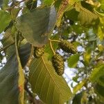 Alnus glutinosaFruit