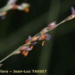 Panicum repens Flor