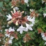 Abelia × grandiflora Floare