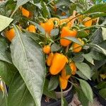 Capsicum annuumFruct