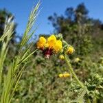 Loasa tricolor