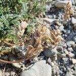 Astragalus onobrychis Gyümölcs