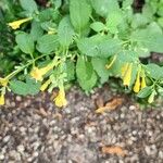 Agastache rupestris Flower