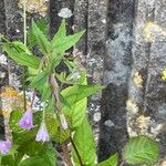 Epilobium montanum Blüte