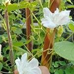 Ipomoea purpureaFlower