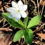 Lysimachia europaea Blomma