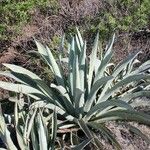 Agave palmeri Агульны выгляд