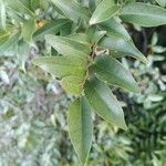 Artabotrys madagascariensis Hostoa