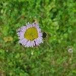 Erigeron pulchellus 花