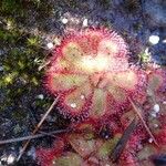 Drosera natalensis Лист